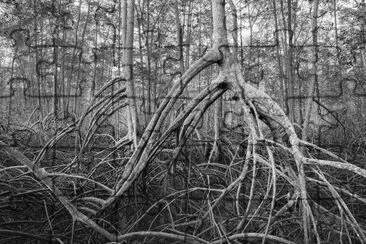 manglar en ecuador national geographic