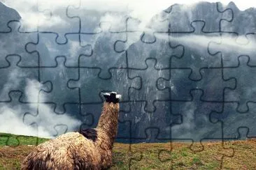 ALPACA jigsaw puzzle