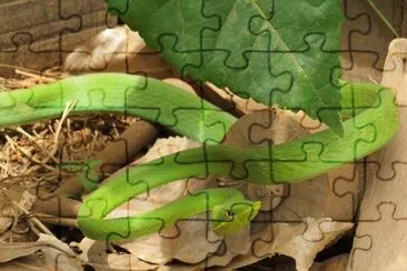 Cobra Verde jigsaw puzzle