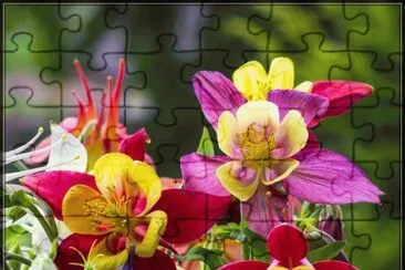 Akelei Flowers jigsaw puzzle