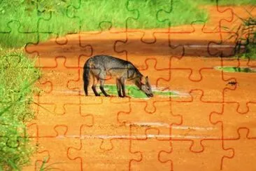 Lobinho jigsaw puzzle