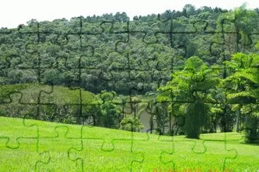 VegetaÃ§Ã£o Mata AtlÃ¢ntica jigsaw puzzle