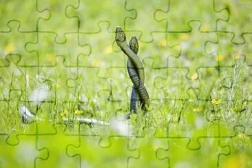 animales jigsaw puzzle