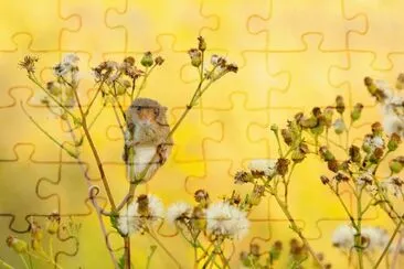 animales jigsaw puzzle