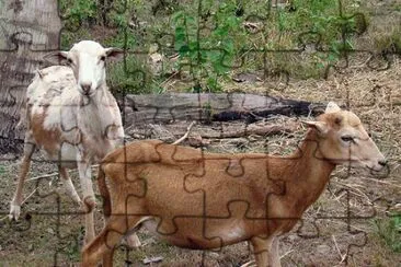 animales jigsaw puzzle