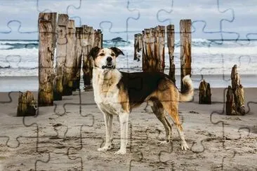 animales jigsaw puzzle