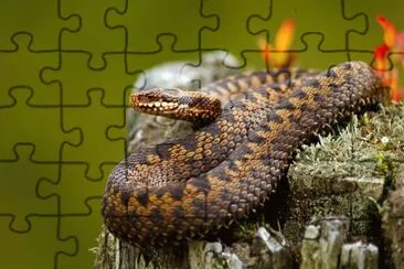 animales jigsaw puzzle