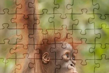 animales jigsaw puzzle