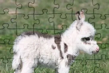 animales jigsaw puzzle