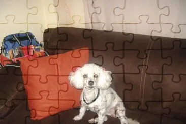 Aqui podras jugar la variacion de tus mascotas de todo los tipos de perritos favoritos...... jigsaw puzzle