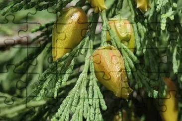 cedro blanco