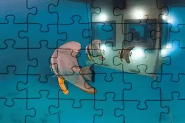 animales jigsaw puzzle