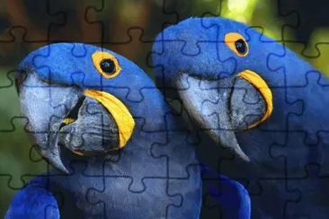 ararinhas jigsaw puzzle