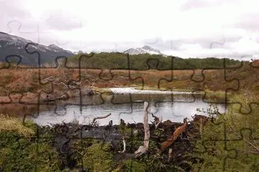 Castorera en Tierra del Fuego. Argentina