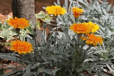 gazanias