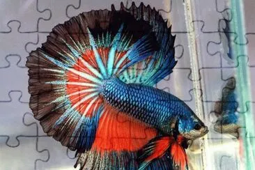 BETTA jigsaw puzzle