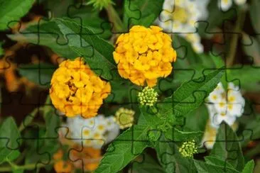 Flores Silvestres jigsaw puzzle