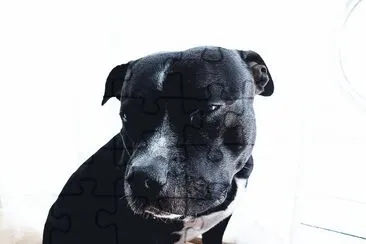 Staffie