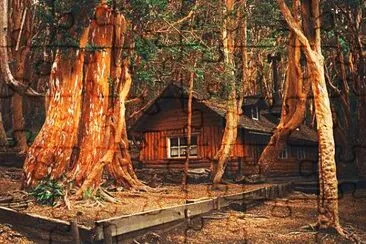 Bosque de arrayanes. NeuquÃ©n. Argentina