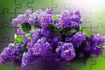 פאזל של lilas