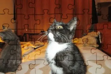 cats jigsaw puzzle