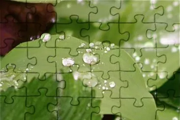 rugiada jigsaw puzzle