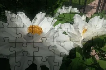 peonia Renkaku jigsaw puzzle