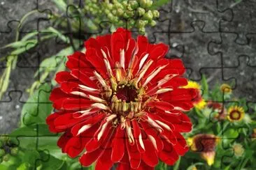 zinnia