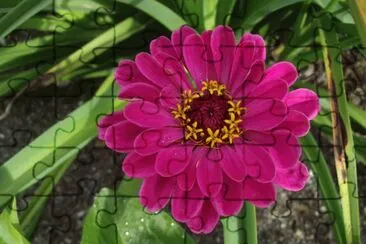 zinnia