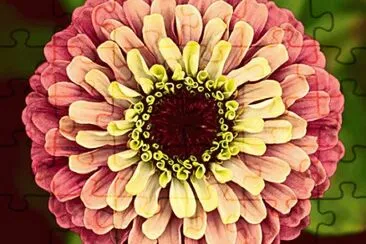 zinnia