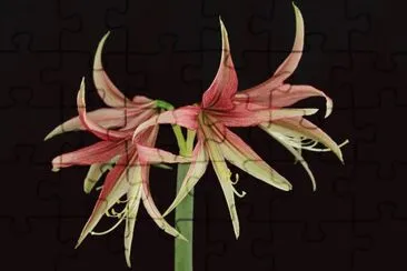 amaryllis