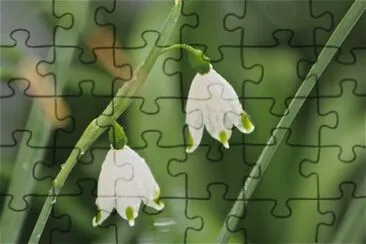 leucojum vernum jigsaw puzzle