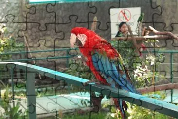 Beauty Parrots jigsaw puzzle