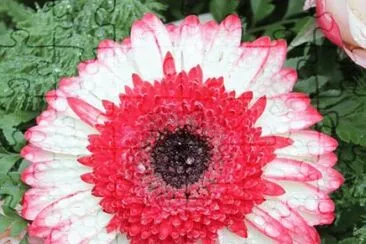 gerbera