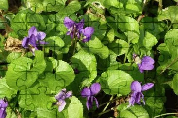 Violets, Cornwall