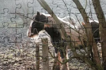 Horses in winter (Bel)