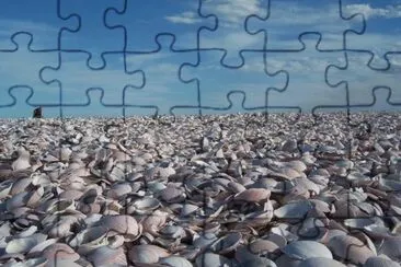 Playa de las Conchillas. RÃ­o Negro. Argentina jigsaw puzzle