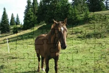 Cheval (Vercors-Fr)