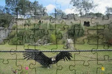 CÃ³ndor de los Andes jigsaw puzzle