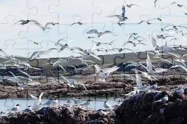 Gaviotines en la Isla PingÃ¼ino.Patagonia argentina