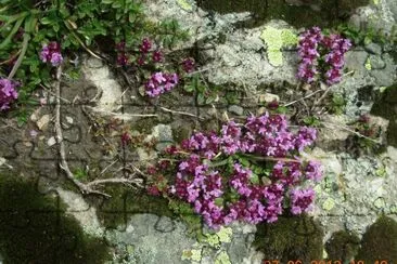 Fleurs des Alpes (Fr)