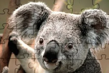 Koala jigsaw puzzle