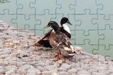 Patos jigsaw puzzle