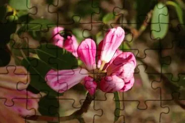 Flowers Castle Howard jigsaw puzzle