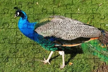 peacock jigsaw puzzle