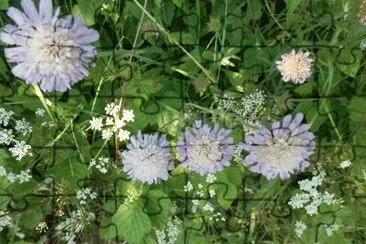 Fleurs (East Belgium)