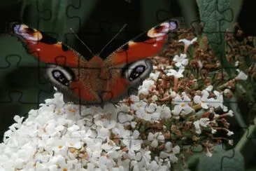 Butterfly at home(East Belgium)