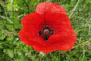 coquelicot