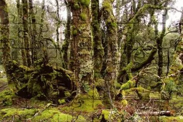 פאזל של En Tasmania