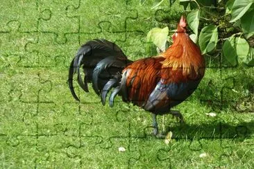 Rooster